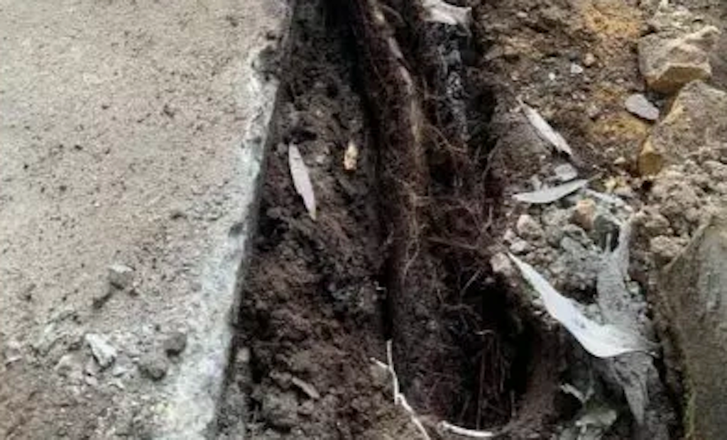 Plumber Finds Anaconda-Sized Root Growth in Storm Pipe
