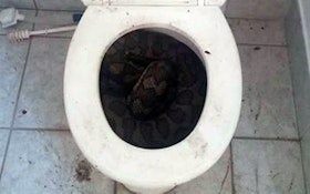 Snakes in a Toilet