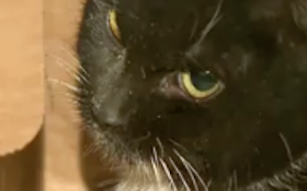 Video: Meet Mr. Rooter — The Cat